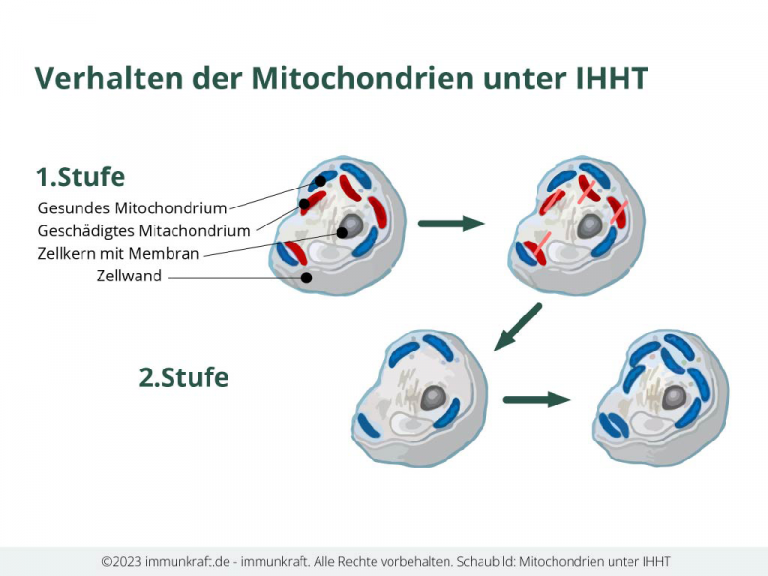 Mitochondrien Therapie In Der Nähe www.immunkraft.de